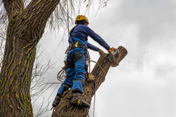 Best Commercial Tree Services  in Jacksonville, NC